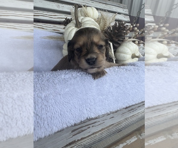 Medium Photo #3 Dachshund Puppy For Sale in MARSHFIELD, MO, USA