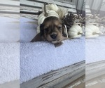 Small #1 Dachshund