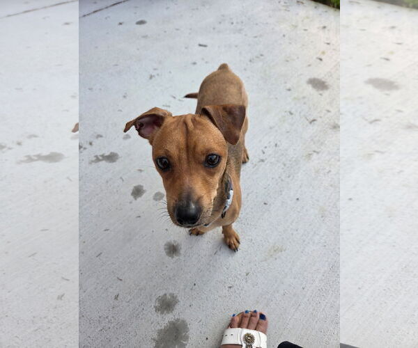 Medium Photo #3 Chiweenie Puppy For Sale in Virginia Beach, VA, USA