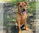 Small #1 Labrador Retriever Mix