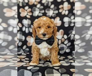 Medium Goldendoodle