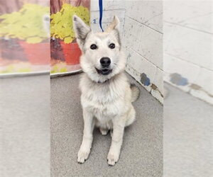 Siberian Husky Dogs for adoption in San Bernardino, CA, USA