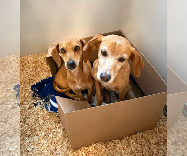 Medium Photo #2 Dachshund-Unknown Mix Puppy For Sale in Unionville, PA, USA