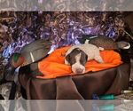 Small Photo #13 German Shorthaired Pointer Puppy For Sale in EVANSVILLE, WY, USA