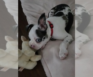 Boston Terrier Puppy for sale in FREDERICKSBURG, VA, USA