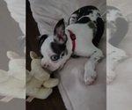 Small Boston Terrier