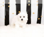 Small Photo #5 Bichon Frise Puppy For Sale in WARSAW, IN, USA