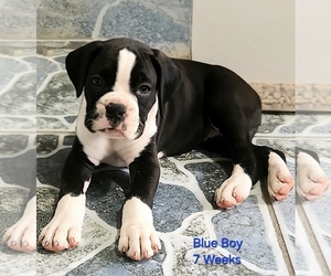 Medium Boxer