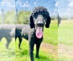 Small Poodle (Standard)