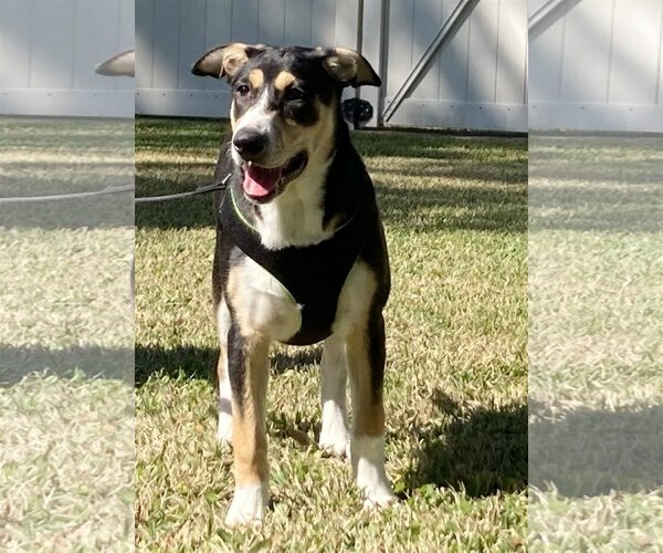 Medium Photo #5 Border Collie-Rhodesian Ridgeback Mix Puppy For Sale in Alvin, TX, USA