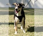Small #4 Border Collie-Rhodesian Ridgeback Mix