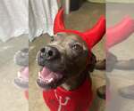 Small #6 American Pit Bull Terrier-Labrador Retriever Mix