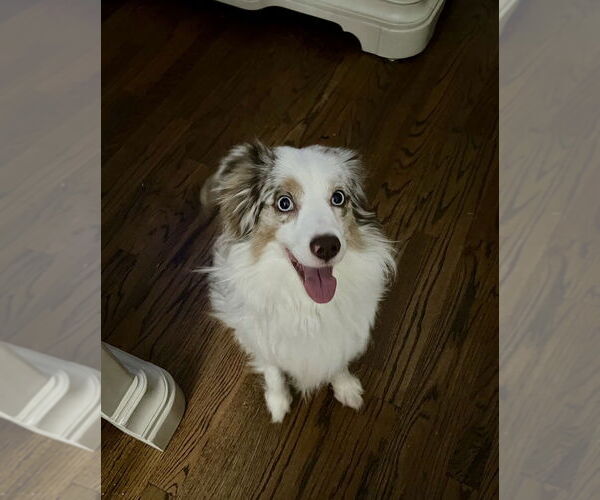 Medium Photo #4 Australian Shepherd Puppy For Sale in Oak Bluffs, MA, USA