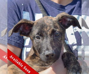 Dutch Shepherd -Unknown Mix Dogs for adoption in Huntley, IL, USA