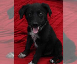 German Shepherd Dog-Unknown Mix Dogs for adoption in Thief River Falls, MN, USA