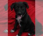 Small German Shepherd Dog Mix