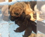 Small Photo #4 German Shepherd Dog Puppy For Sale in DODGE CENTER, MN, USA