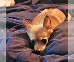 Small #2 Chihuahua