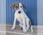 Small #5 Doberman Pinscher-Pointer Mix