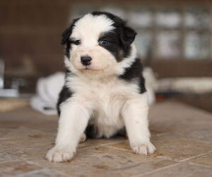 Australian Shepherd Puppy for sale in MESA, AZ, USA