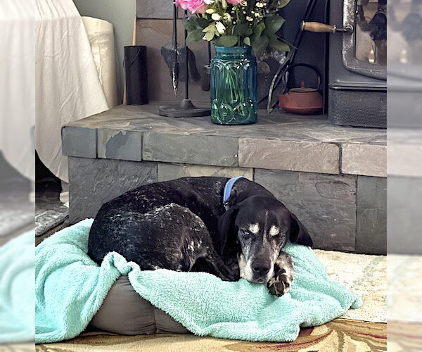 Medium Photo #3 German Shorthaired Pointer Puppy For Sale in Menlo Park, CA, USA