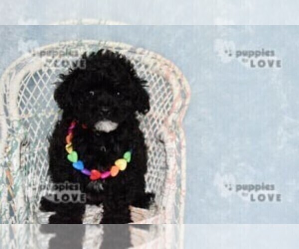 Medium Photo #7 Poodle (Toy) Puppy For Sale in SANGER, TX, USA