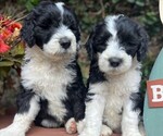 Small Photo #4 Sheepadoodle Puppy For Sale in HUNTINGTON BEACH, CA, USA