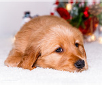 Small #3 Golden Retriever