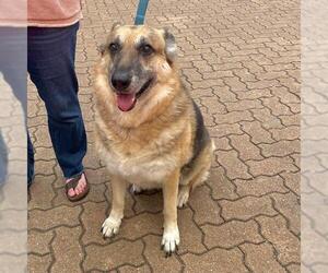 German Shepherd Dog-Unknown Mix Dogs for adoption in San Antonio, TX, USA