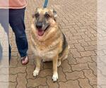 CHARLIE - Female German Shepherd Dog-Unknown Mix Dog for Adoption - Small photo