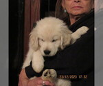 Small Photo #14 English Cream Golden Retriever Puppy For Sale in NORTHWOOD, OH, USA