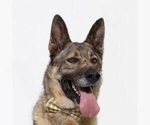 German Shepherd Dog Dogs for adoption in Santa Maria, CA, USA