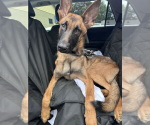 German Shepherd Dog-Unknown Mix Dogs for adoption in Imlay City, MI, USA