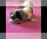 Small Photo #4 Australian Shepherd Puppy For Sale in RUTLEDGE, TN, USA