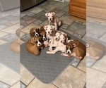 Small Boxer