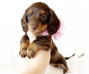 Dachshund Puppy for Sale in DAVIS, California USA