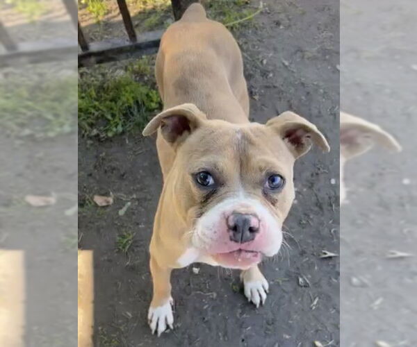 Medium Photo #1 Mutt Puppy For Sale in Riverside, CA, USA