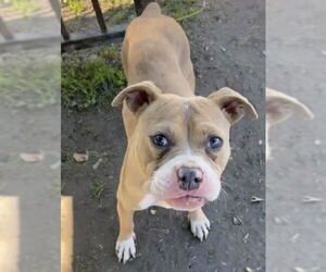 Mutt Dogs for adoption in Riverside, CA, USA