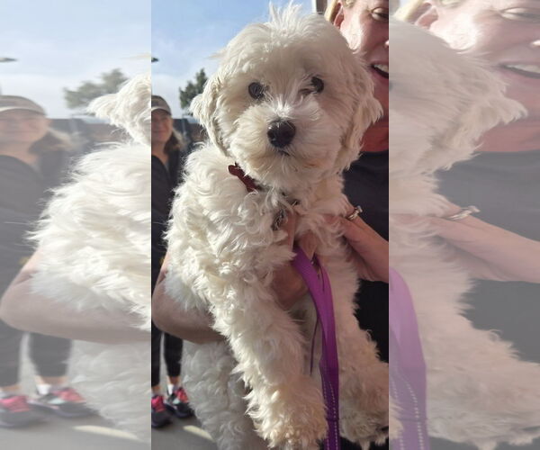 Medium Photo #2 Poodle (Miniature) Puppy For Sale in San Diego, CA, USA