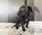 Puppy 3 Chocolate Labrador retriever-German Shepherd Dog Mix