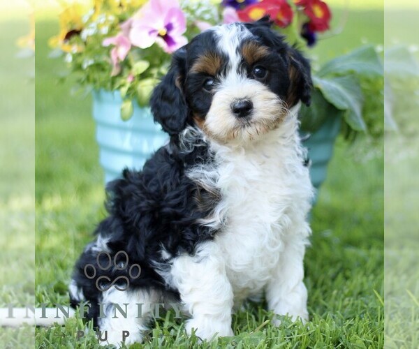 Medium Photo #3 Cavapoo (Miniature) Puppy For Sale in QUARRYVILLE, PA, USA