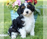 Small #2 Cavapoo (Miniature)