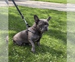 Small Photo #1 French Bulldog Puppy For Sale in MIDDLEBURY, IN, USA