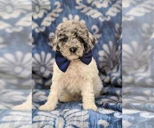 Poodle (Miniature) Puppy for sale in LINCOLN UNIV, PA, USA