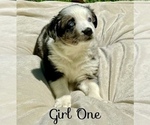 Puppy Girl One Australian Shepherd