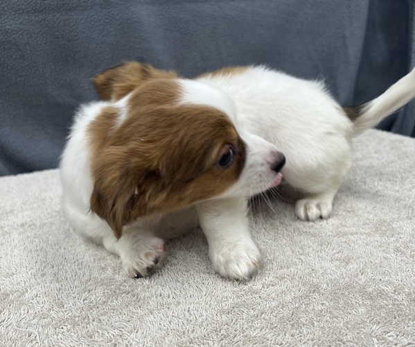 Medium Photo #25 Chiweenie Puppy For Sale in SAINT AUGUSTINE, FL, USA