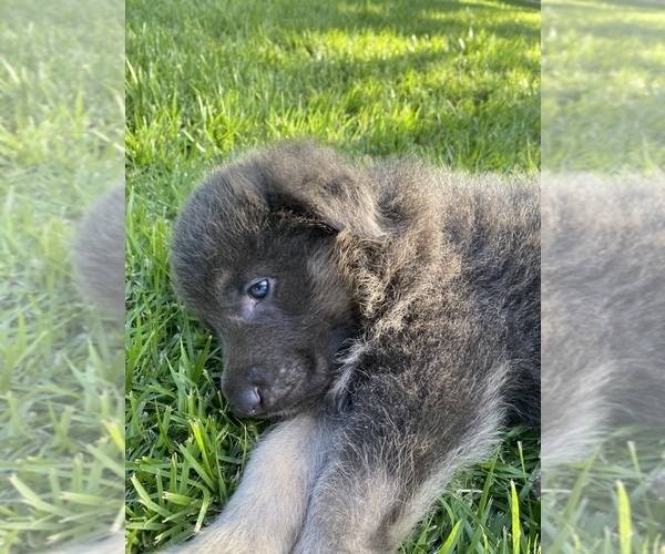 Medium Photo #24 German Shepherd Dog Puppy For Sale in BOERNE, TX, USA