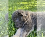 Small Photo #24 German Shepherd Dog Puppy For Sale in BOERNE, TX, USA