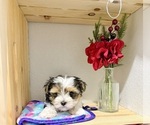 Small #4 Morkie