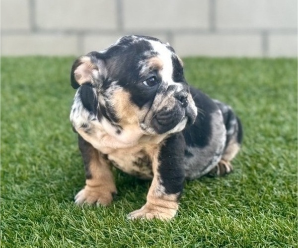 Medium Photo #2 English Bulldog Puppy For Sale in SAINT LOUIS, MO, USA